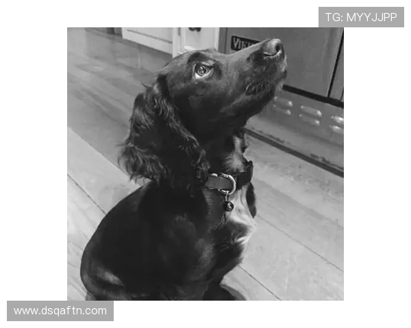 贝克汉姆家的狗都比我的工资高